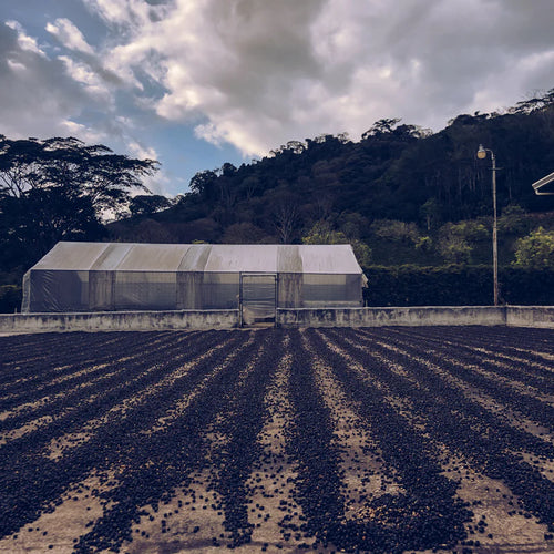 Costa Rica Hacienda Sonora