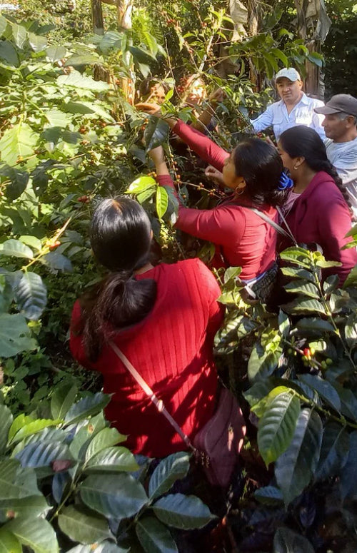 Guatemala Huehuetenango HER